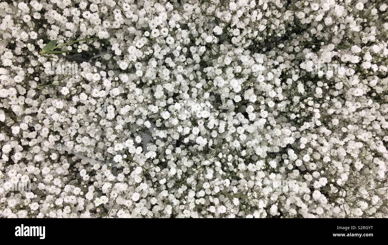 Detail von einem Blumenstrauß der kleine Baby Atem Blumen von oben gesehen - Smartphone-aufgenommenes Stockfoto