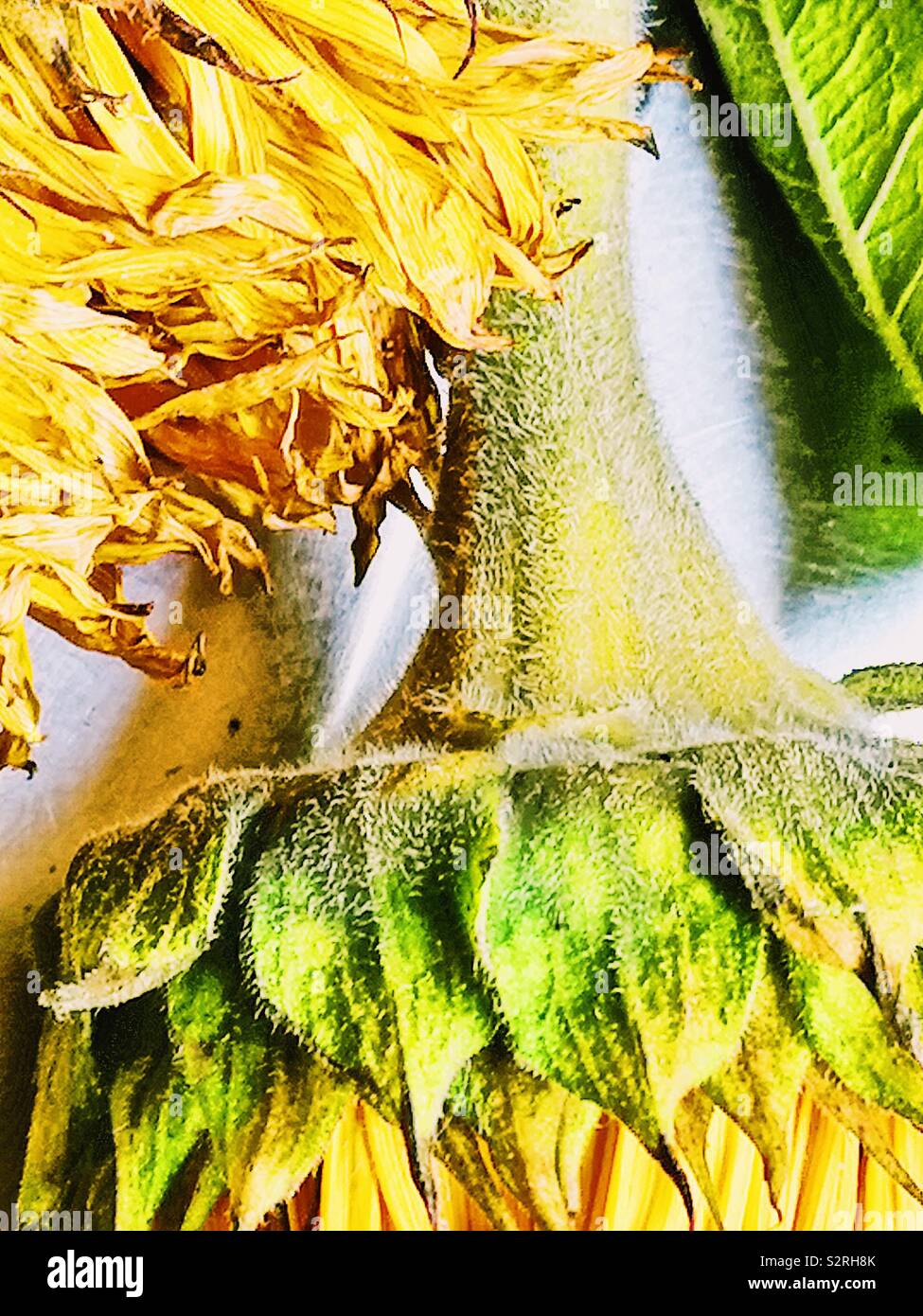 Detail aus der Nähe von Welke Sonnenblumen - Smartphone-aufgenommenes Stockfoto