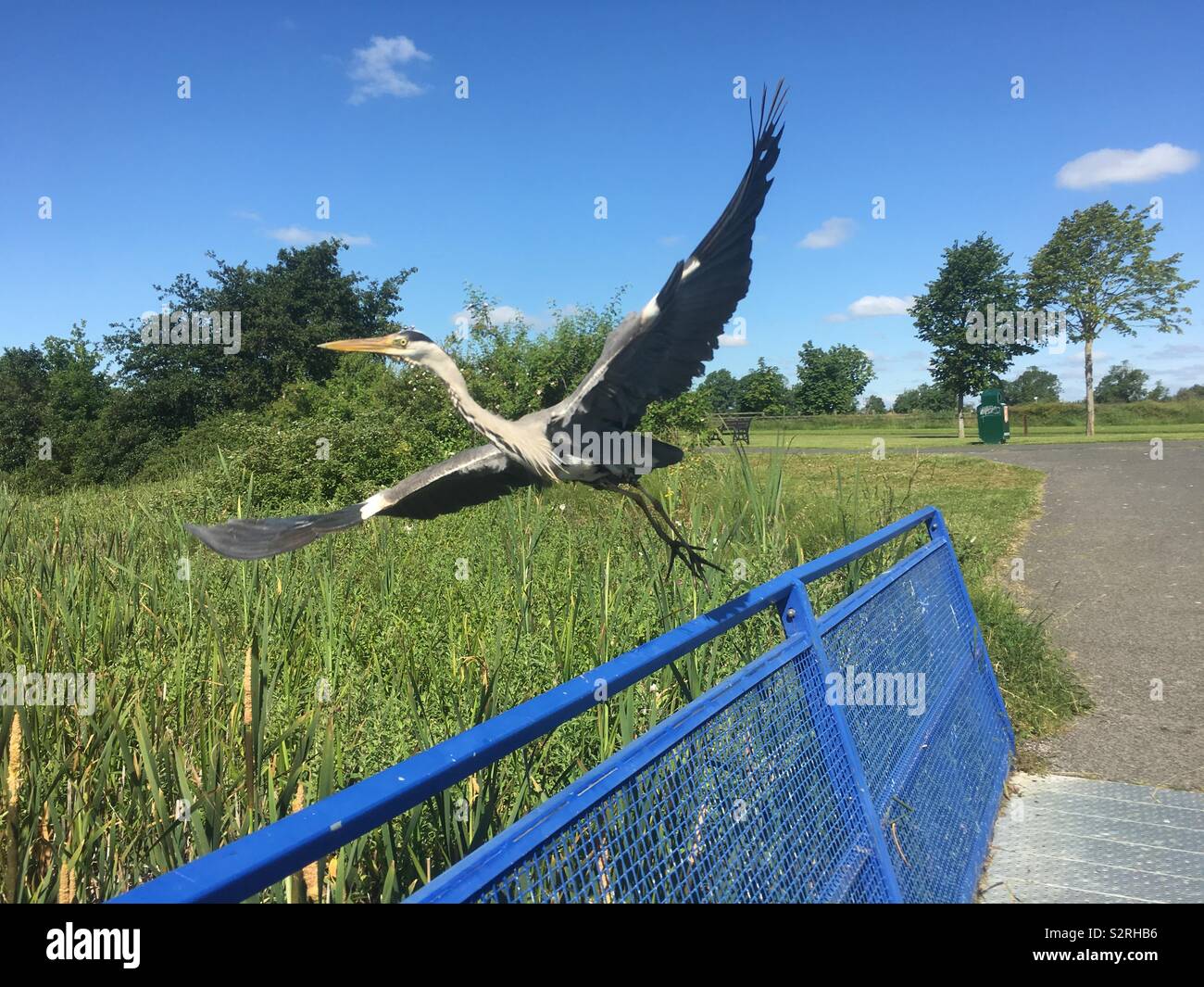 Eine Nahaufnahme von einem Graureiher im Flug in Corcagh Park, Dublin, Irland. - Smartphone-aufgenommenes Stockfoto
