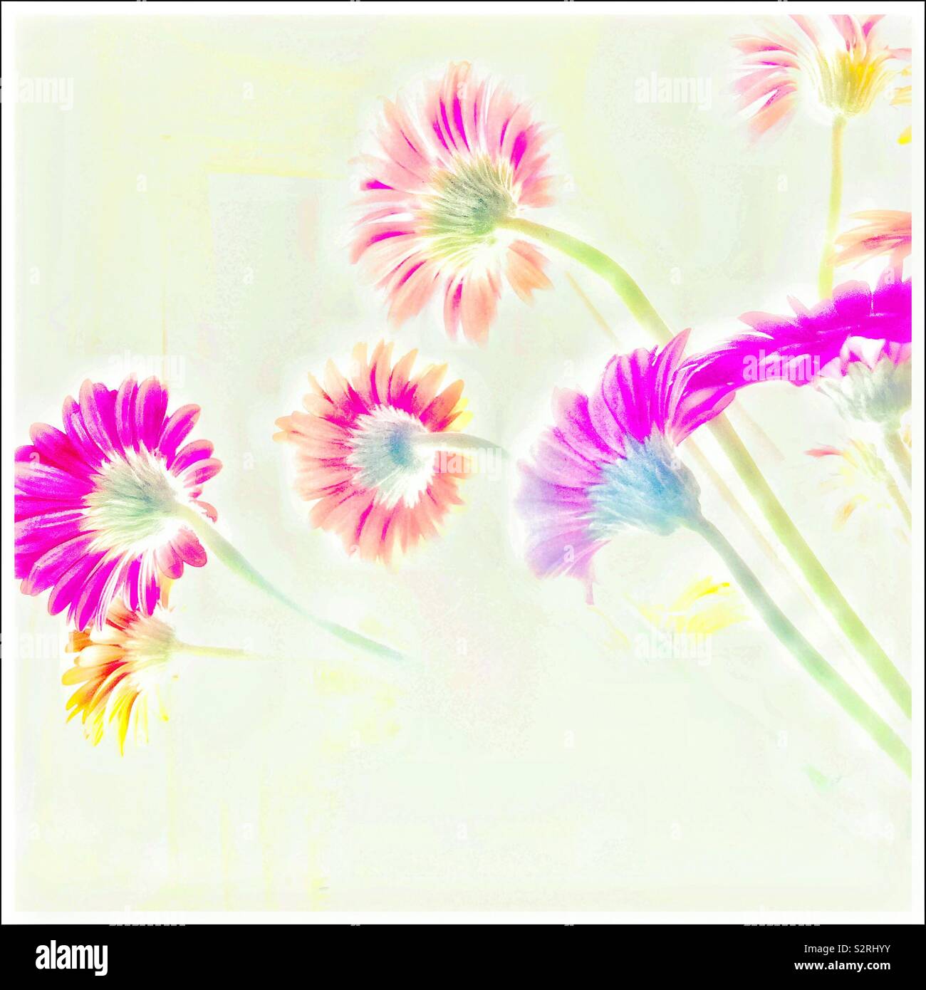 Farbenfrohe Gerbera. - Smartphone-aufgenommenes Stockfoto
