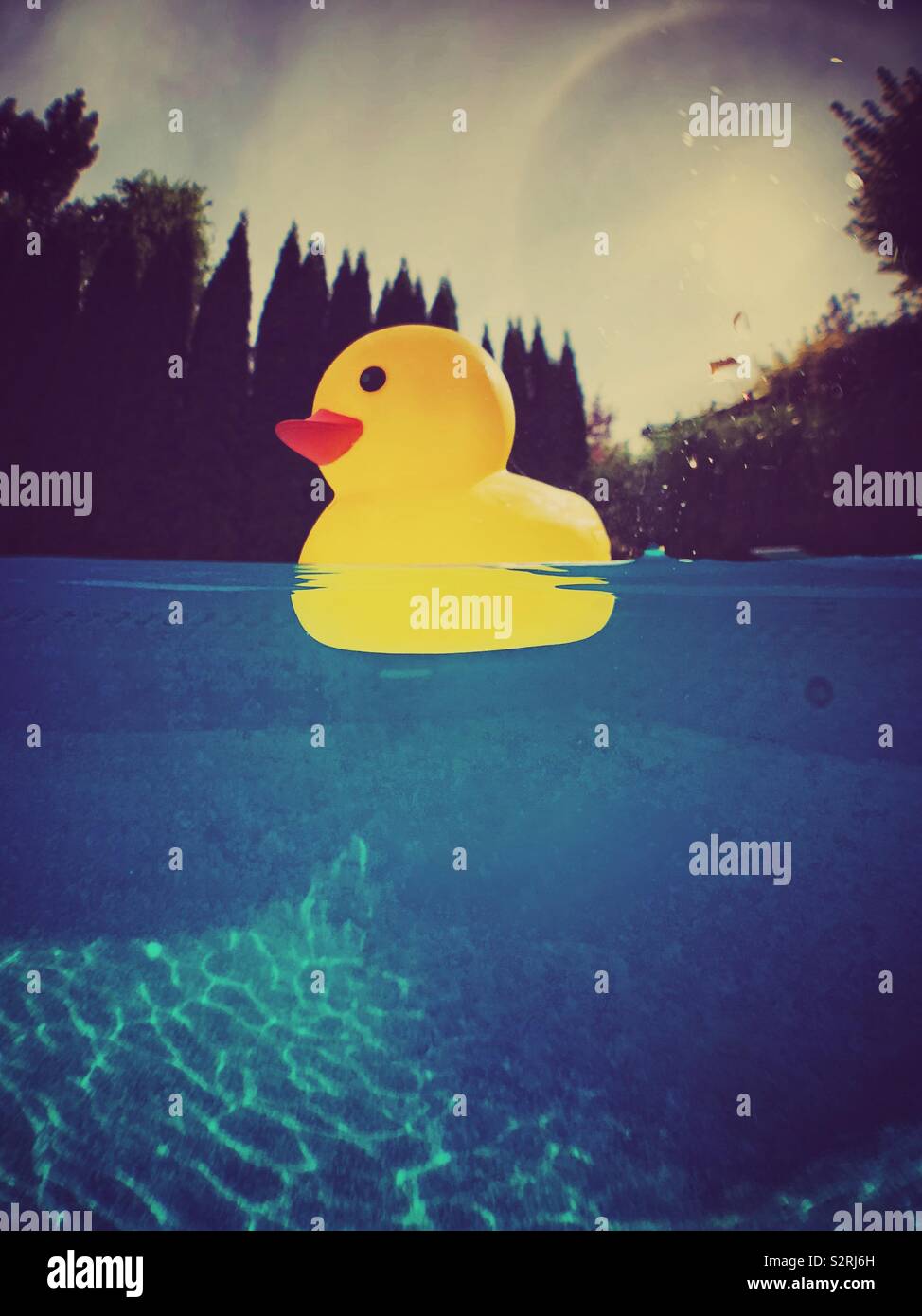 Gelbe Quietscheentchen schwimmt auf Wasser im Pool. Stockfoto