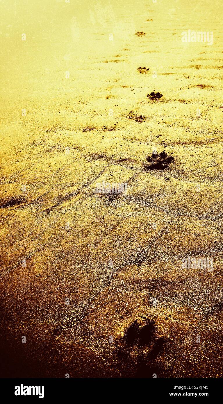 Hund Pfotenabdrücke geht zurueck in die Ferne am Sandstrand Stockfoto