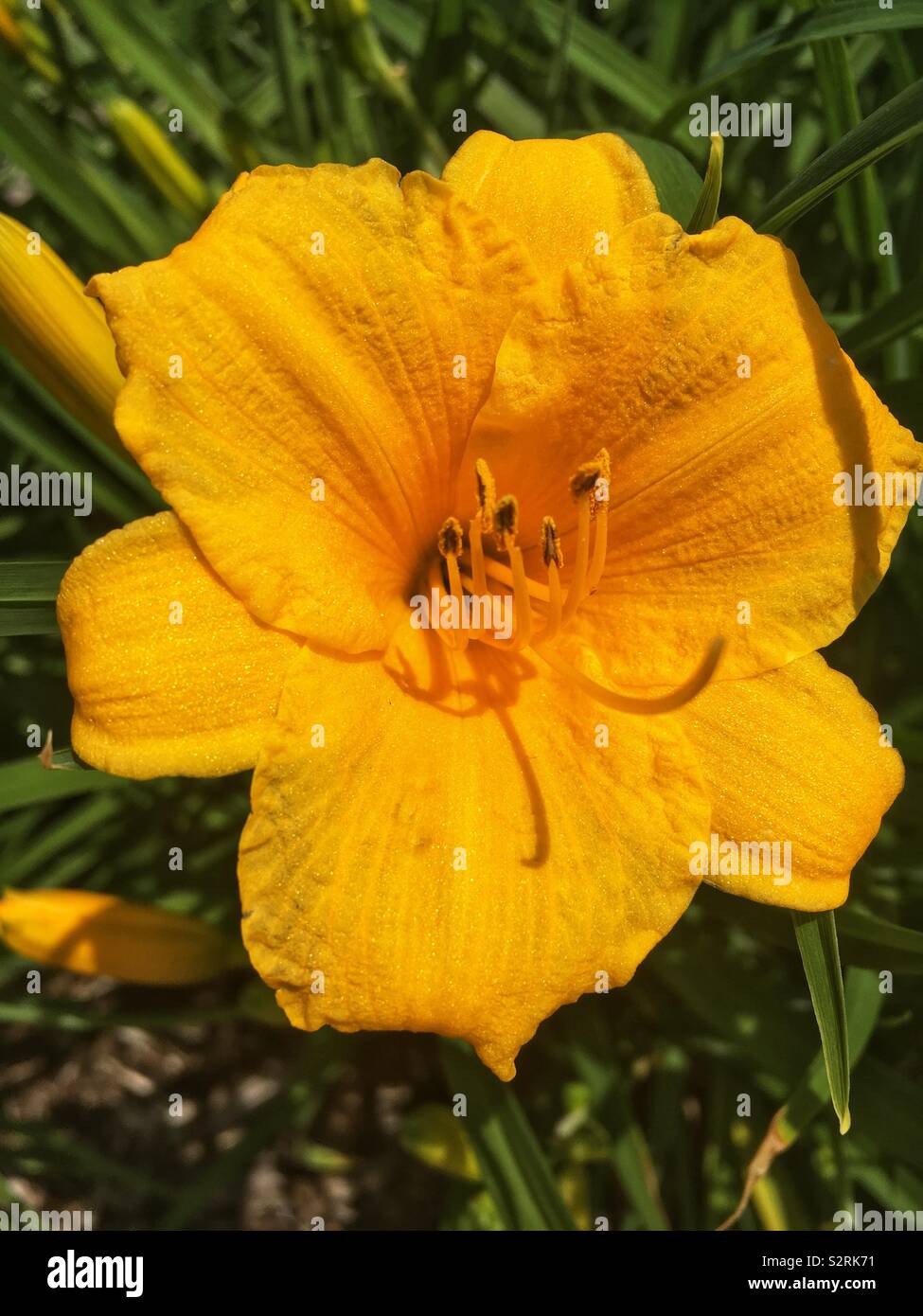 Hemerocallis, Stella D'Oro Reblooming Daylily goldgelb Sommer blüht. Stockfoto