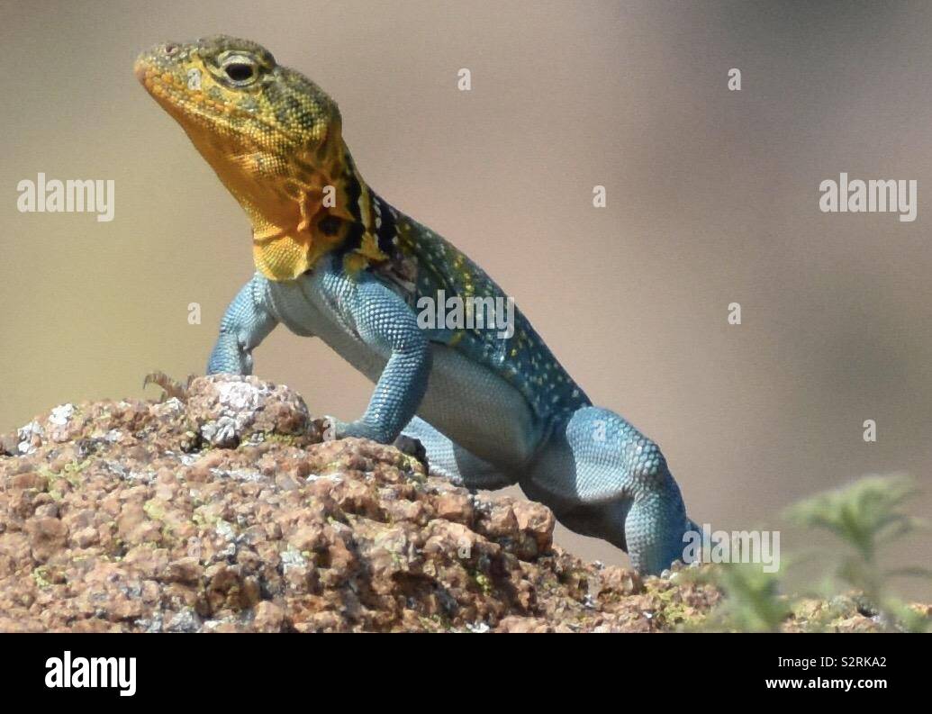 Dieser gemeinsame Collared Lizard explodiert mit Farbe! Foto in Oklahoma Berge. Stockfoto