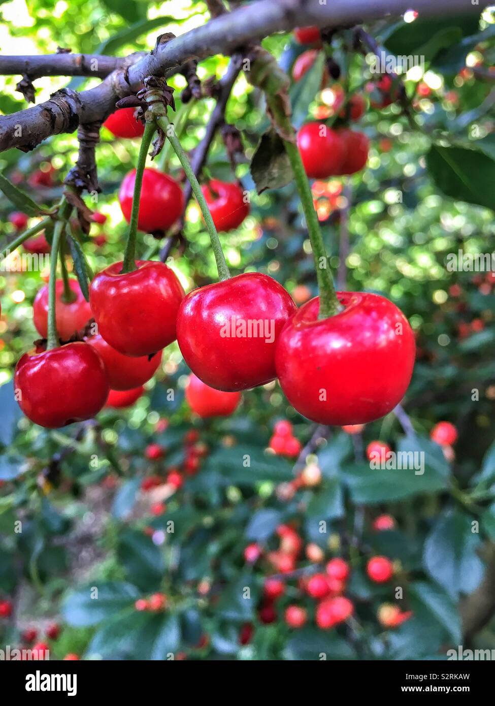 Kirschen auf einem Baum - Smartphone-aufgenommenes Stockfoto