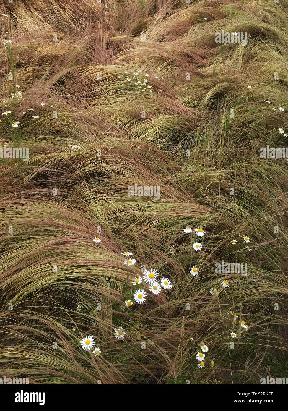 Grass und Gänseblümchen - Smartphone-aufgenommenes Stockfoto