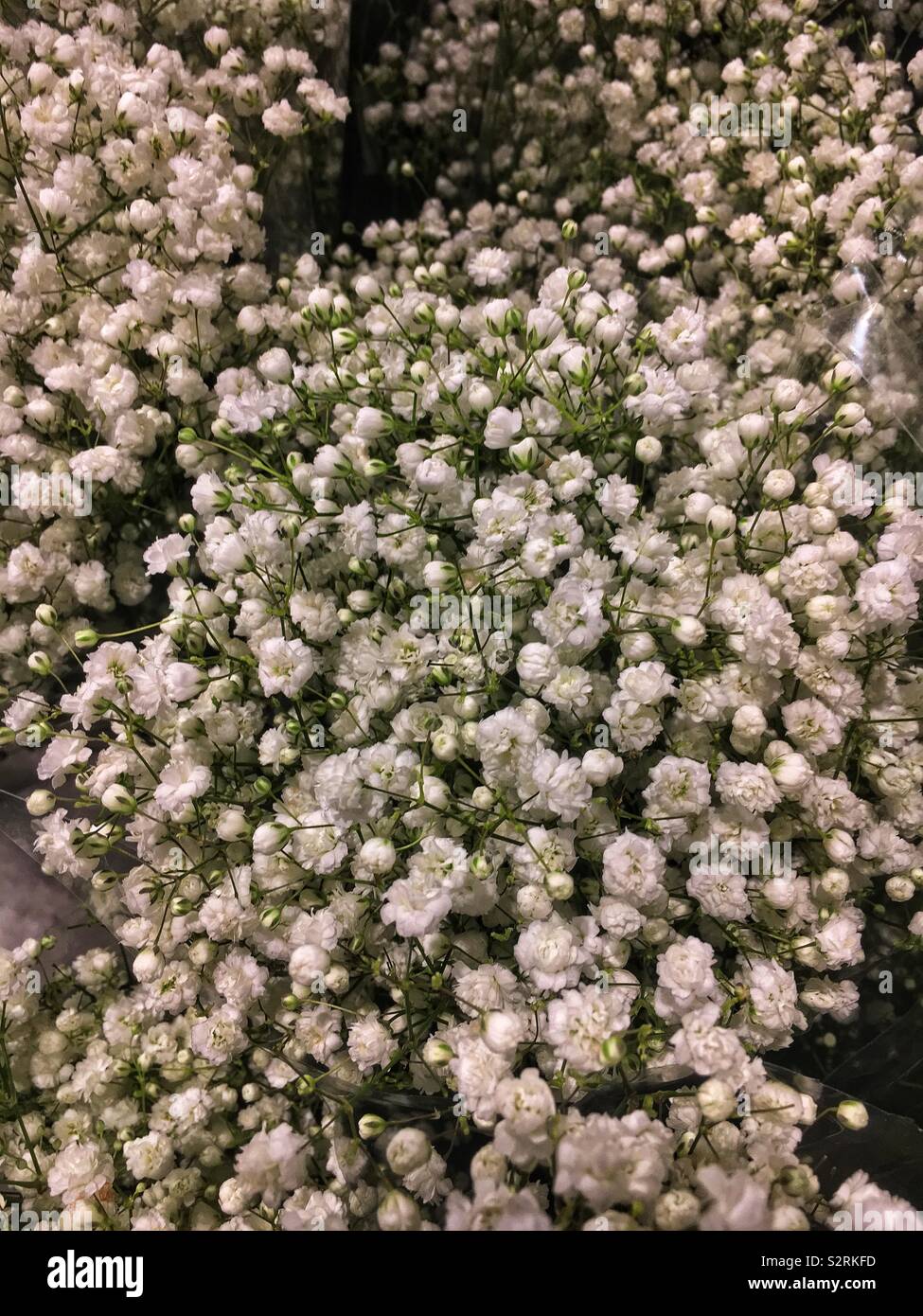 Schönen Blumenstrauß aus den weißen baby Atem, Gypsophila, die Blumen in voller Blüte. Stockfoto