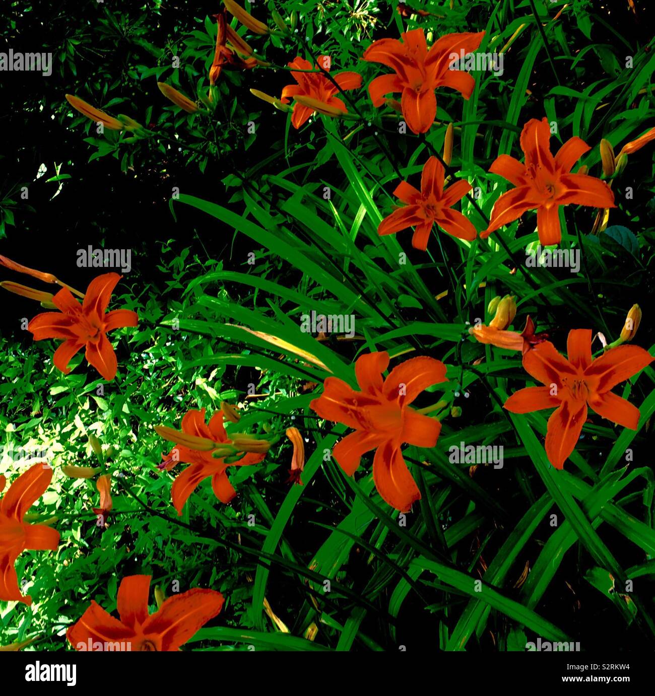 Eyeful - Smartphone-aufgenommenes Stockfoto