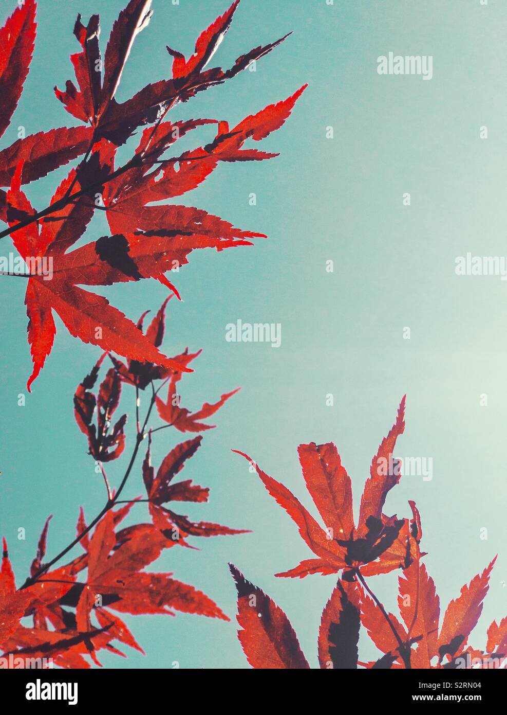 Rot Acer Blätter gegen den blauen Himmel. Stockfoto
