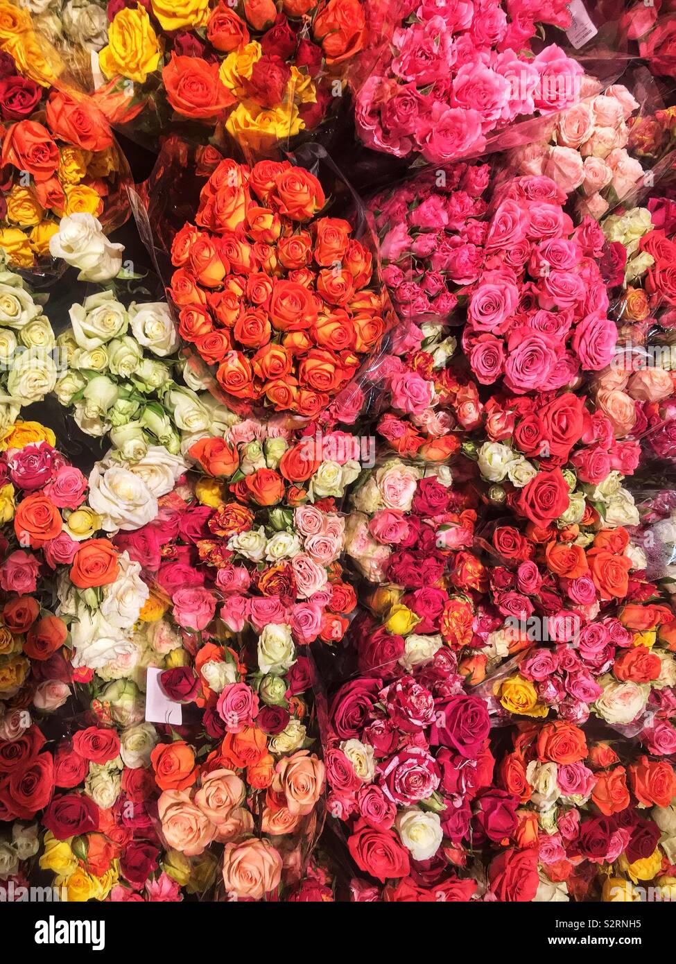 Viele schöne Sträuße von farbenfrohen frische Rosen in voller Blüte. - Smartphone-aufgenommenes Stockfoto