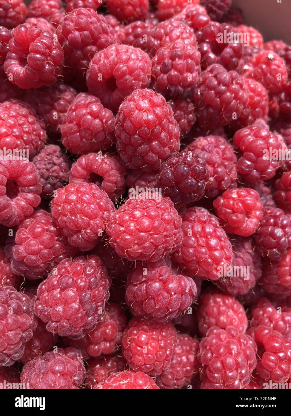 Frisch organische Himbeeren aus einem Garten im Juli abgeholt. North Yorkshire, England, Großbritannien Stockfoto