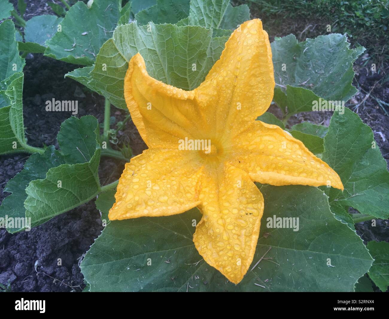 Kürbis-Blume Stockfoto