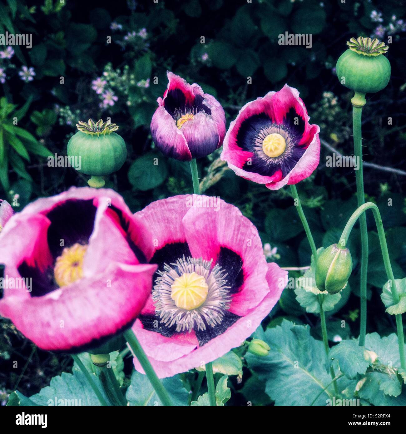 Rosa Mohn Blumen und Samen Köpfen. Stockfoto
