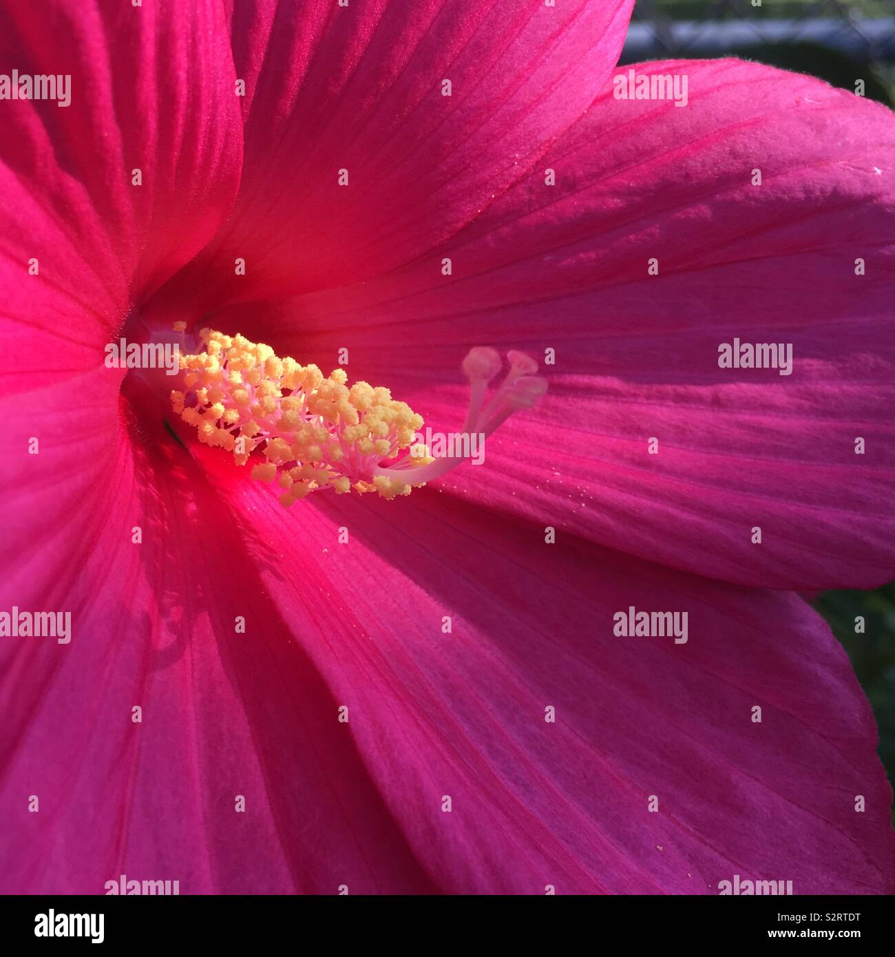 Eine Nahaufnahme eines Hibiskus mit der Sonne Beleuchtung im Zentrum (1). Stockfoto