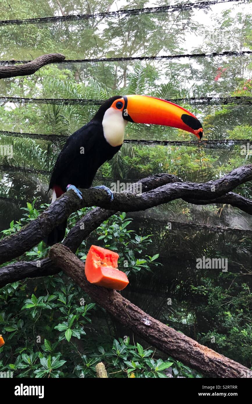 Toucan essen Papaya Stockfoto