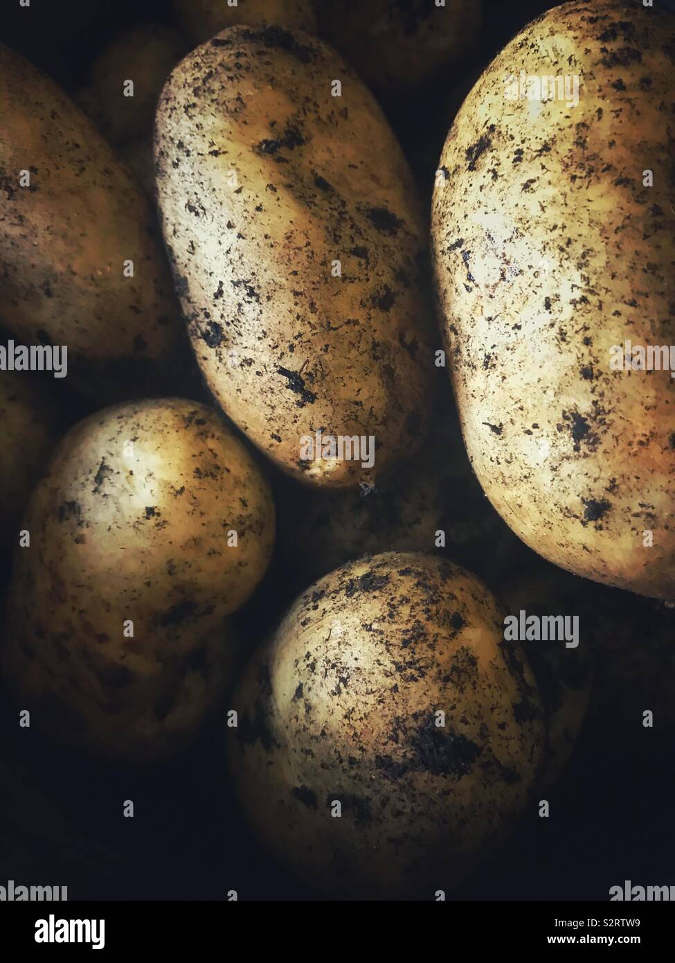 Home angebauten Kartoffeln vor dem Reinigen - Smartphone-aufgenommenes Stockfoto