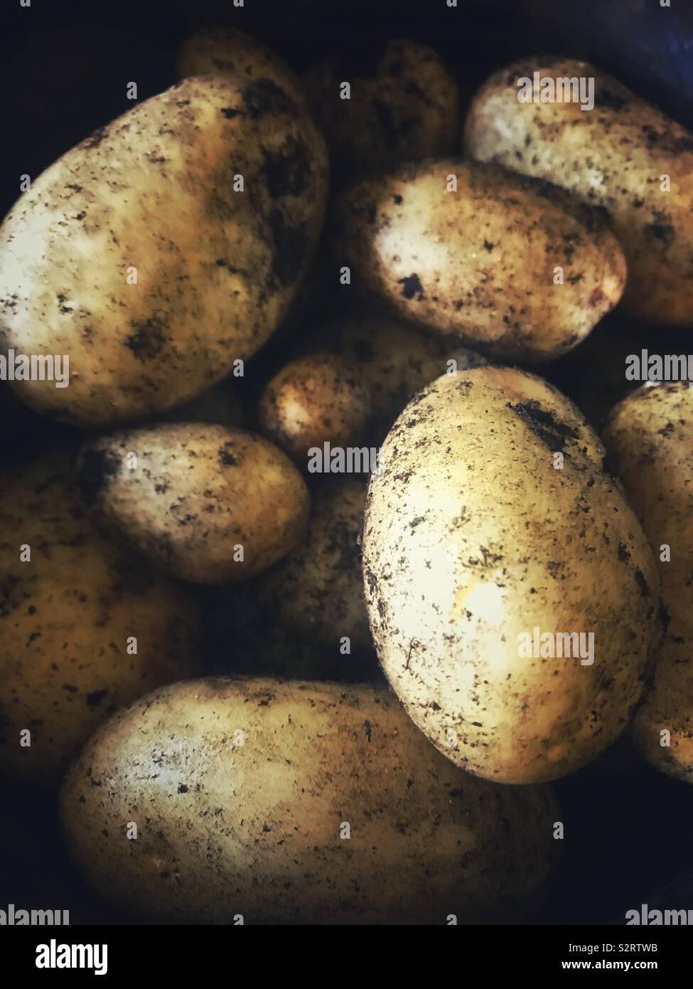 Frisch selbst angebauten Kartoffeln - Smartphone-aufgenommenes Stockfoto