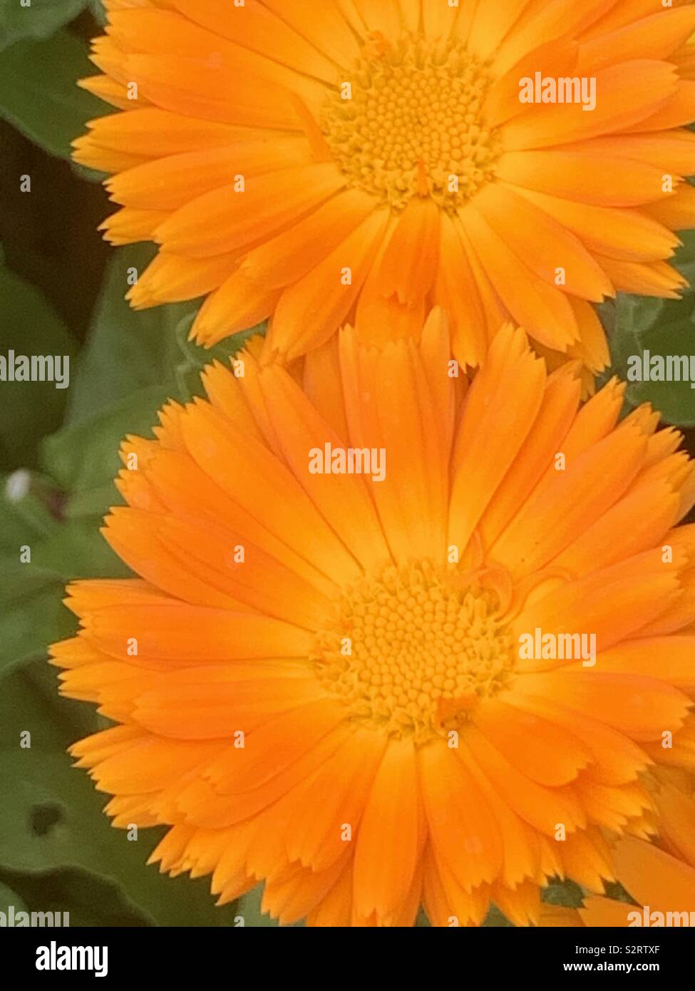 Ringelblume oder Pot marigold, eine einfache jährliche Garten Pflanze, mit orangen und gelben Blumen wachsen. Stockfoto