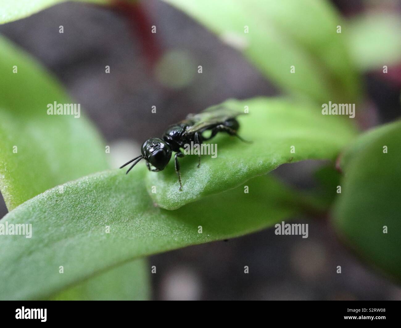 Die Vorwegnahme einer Rote-bete-Mahlzeit Stockfoto