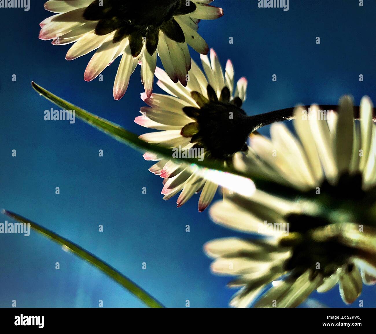 Gänseblümchen im Sonnenschein - Smartphone-aufgenommenes Stockfoto