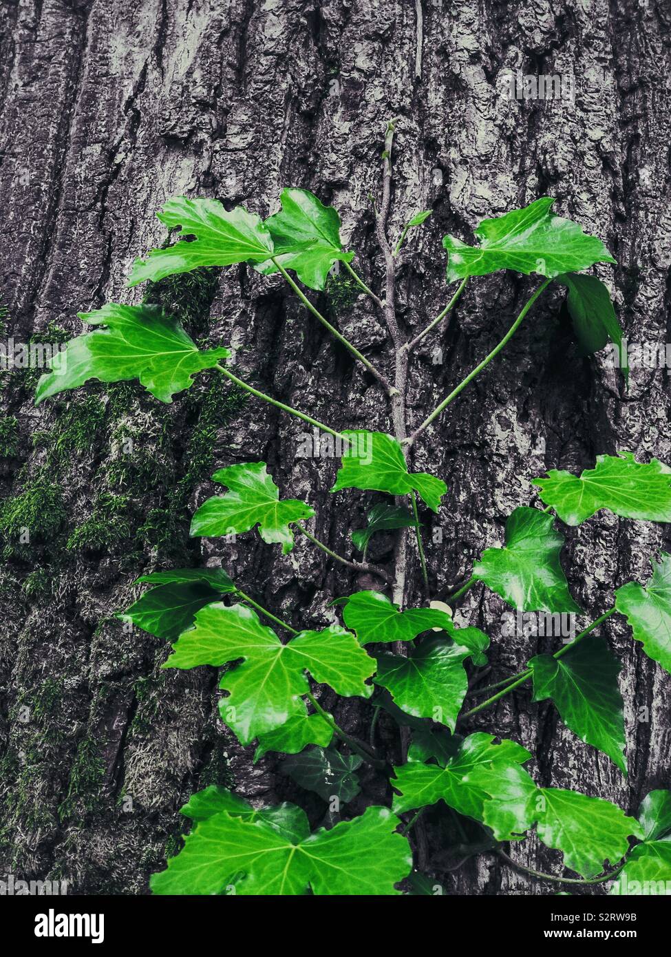Grüne Efeu auf einem monochromen Baum. Stockfoto