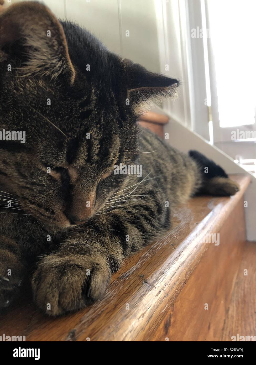 Eine Katze schlafen auf Treppen (1) - Smartphone-aufgenommenes Stockfoto