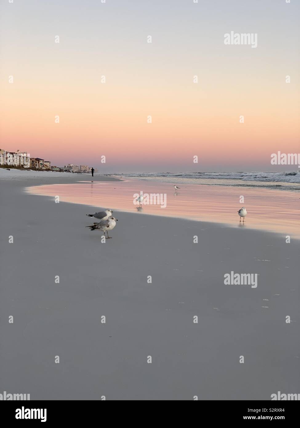 Schönen pastellfarbenen Sonnenuntergang am Strand mit rosa Reflexionen auf dem Sand, Möwen heraus über dem Wasser auf der Suche Stockfoto
