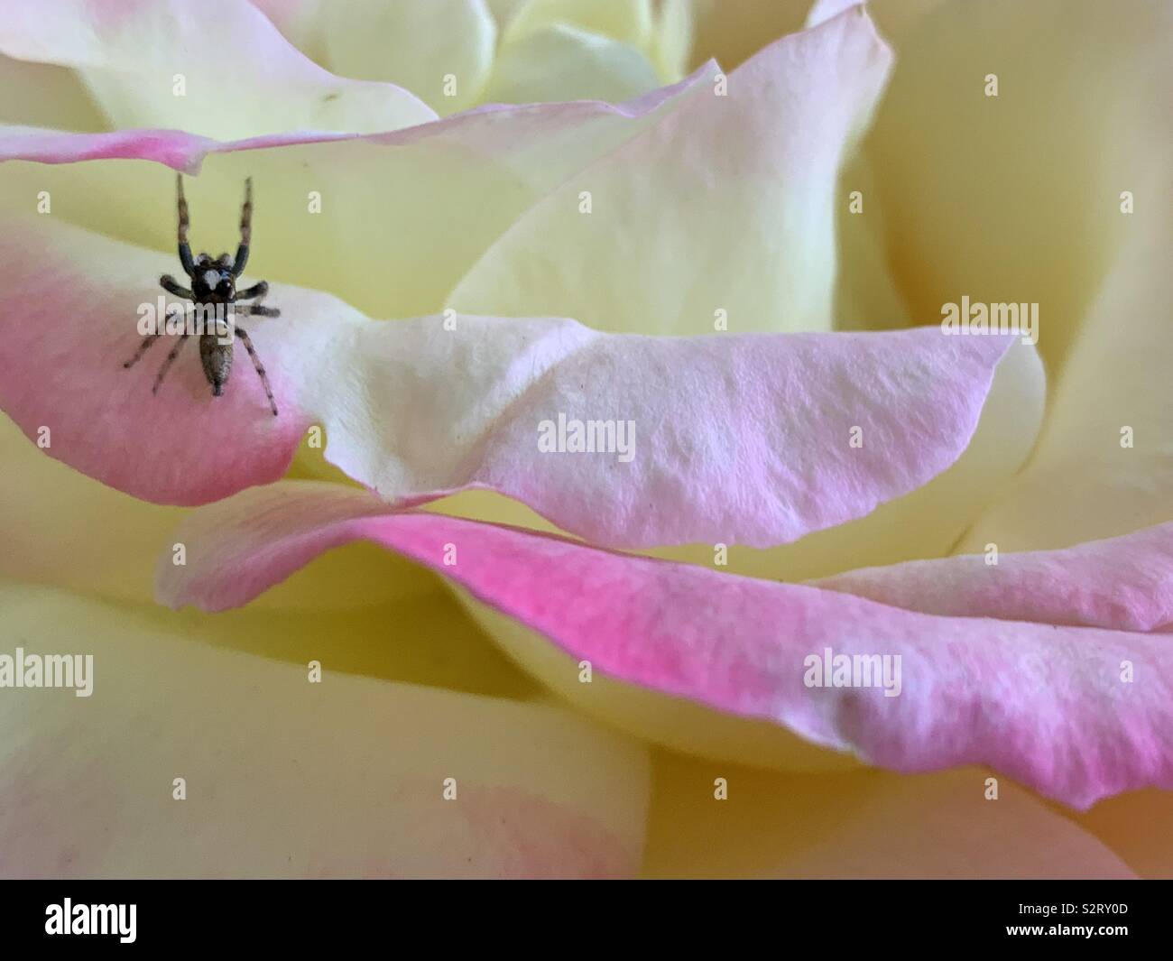 Spider auf Rosenblättern Stockfoto