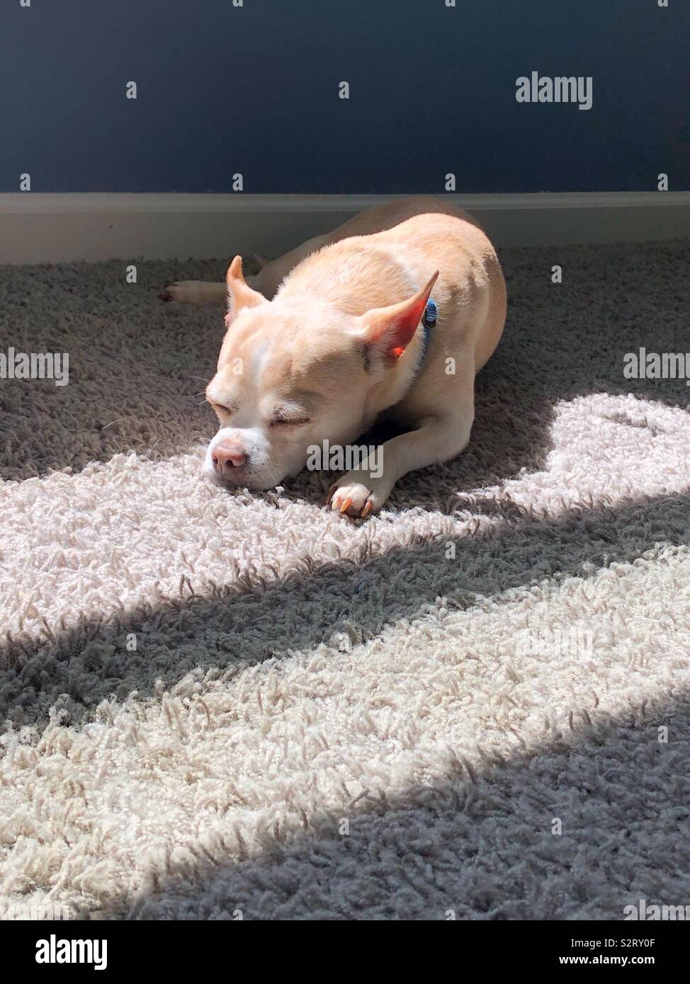 Ein chihuahua Schlafen auf dem sonnenbeschienenen Stock (1) - Smartphone-aufgenommenes Stockfoto