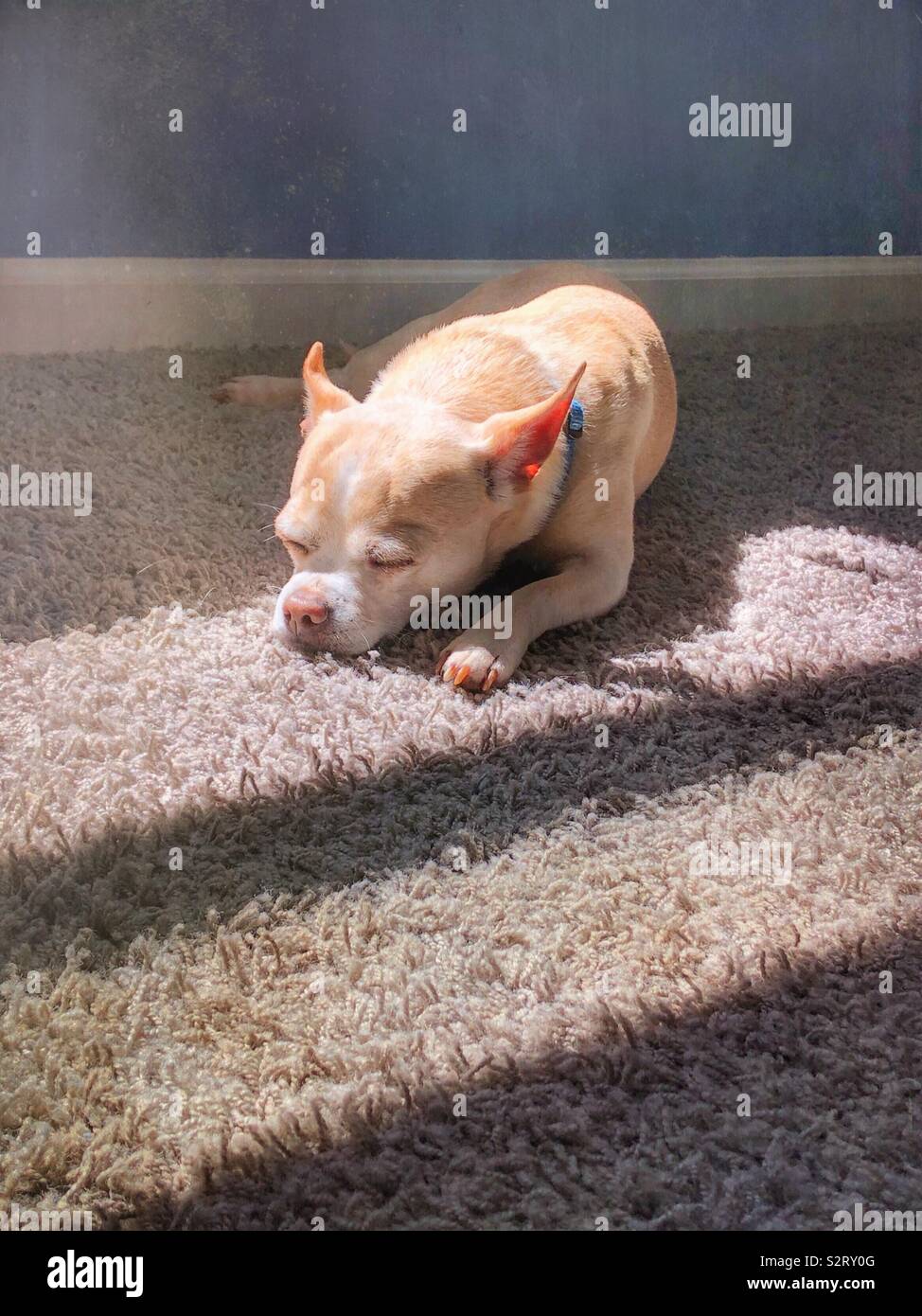 Ein chihuahua Schlafen auf dem Sonnenbeschienenen, mit Mextures Filter (2) Stockfoto