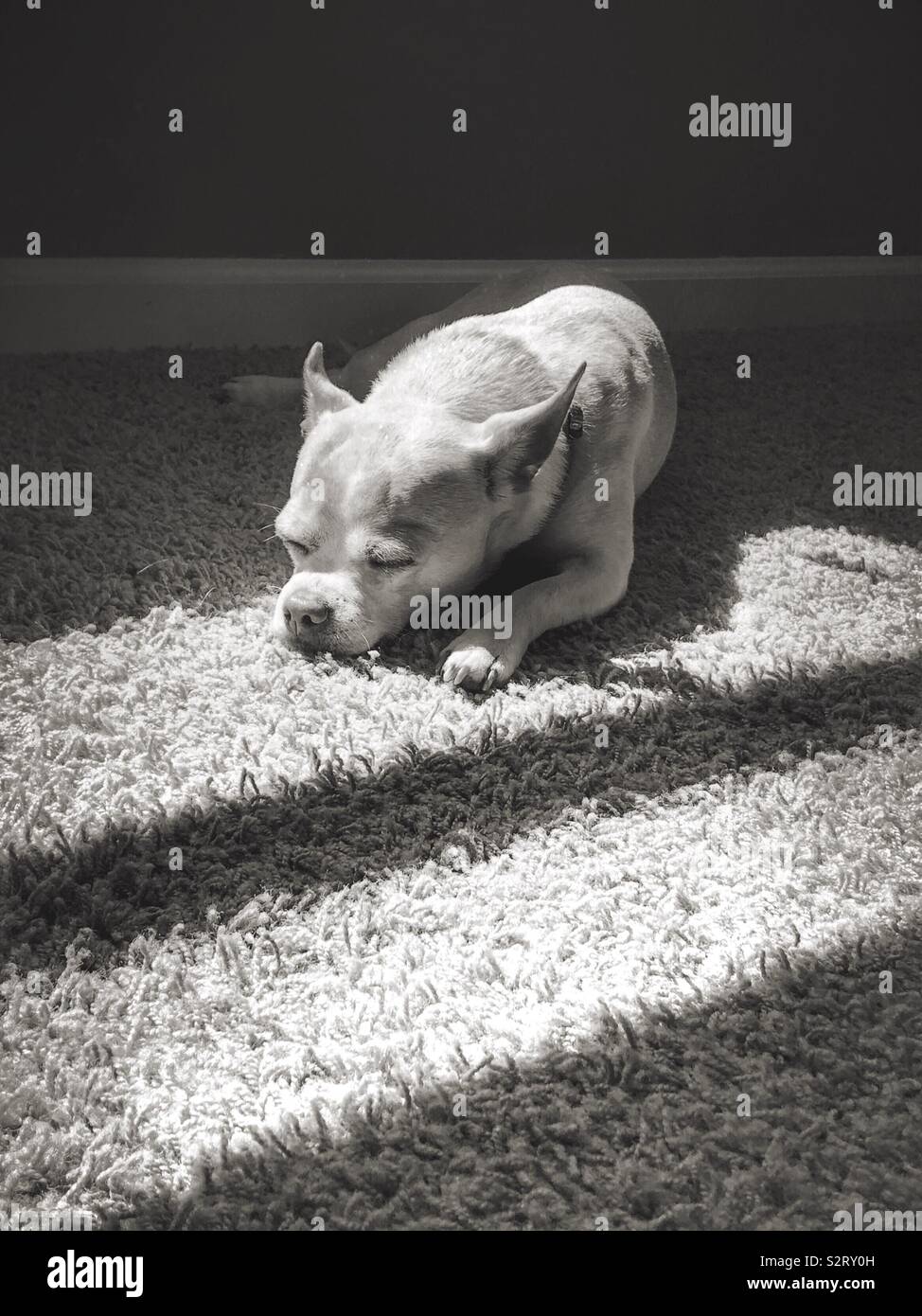 Ein chihuahua Schlafen auf dem sonnenbeschienenen Boden mit einem schwarzen und weißen Filter (3). - Smartphone-aufgenommenes Stockfoto