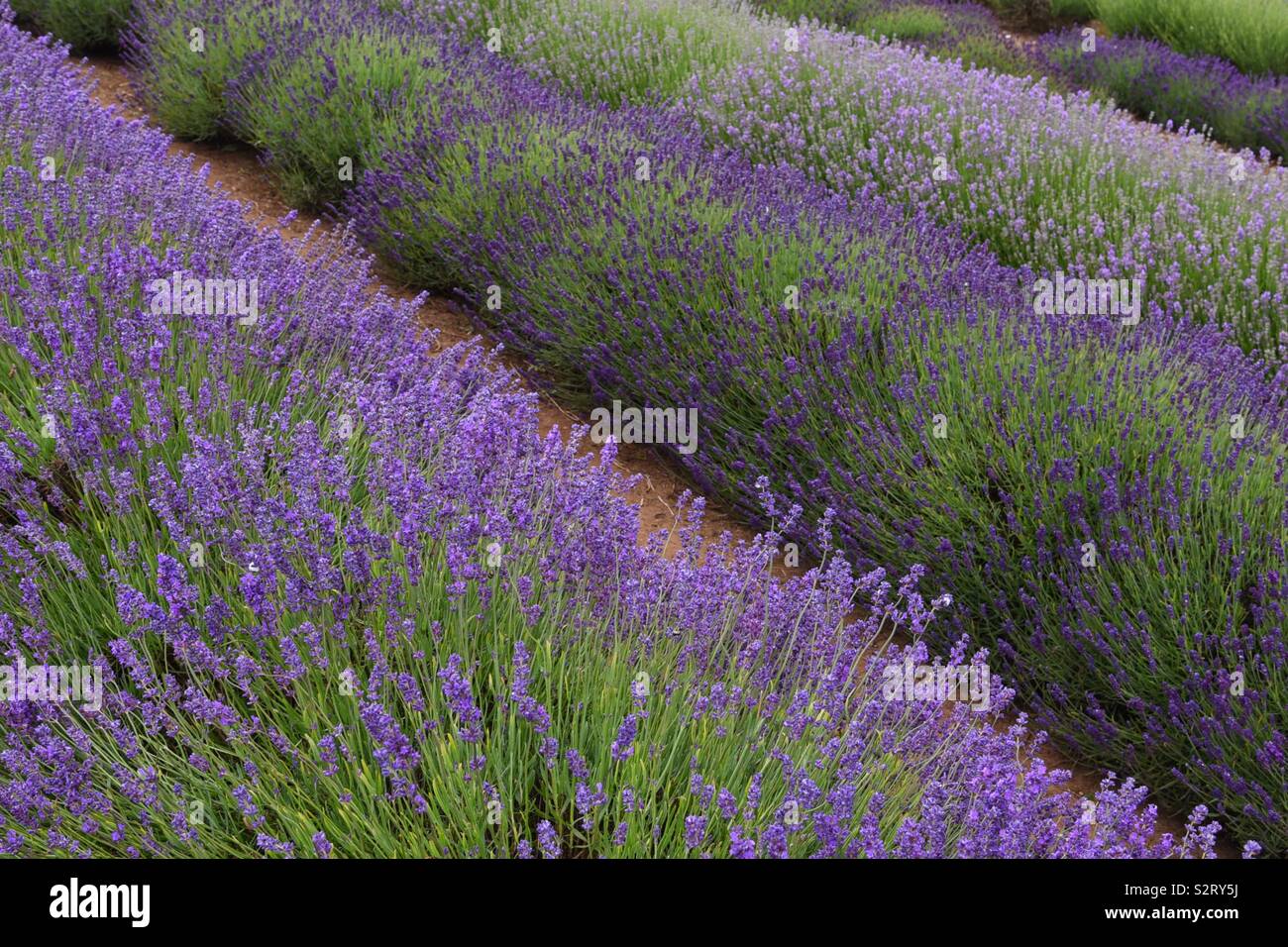 Lavendelfelder Stockfoto