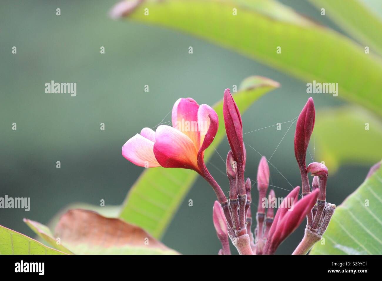 Schönheit in der Natur Stockfoto