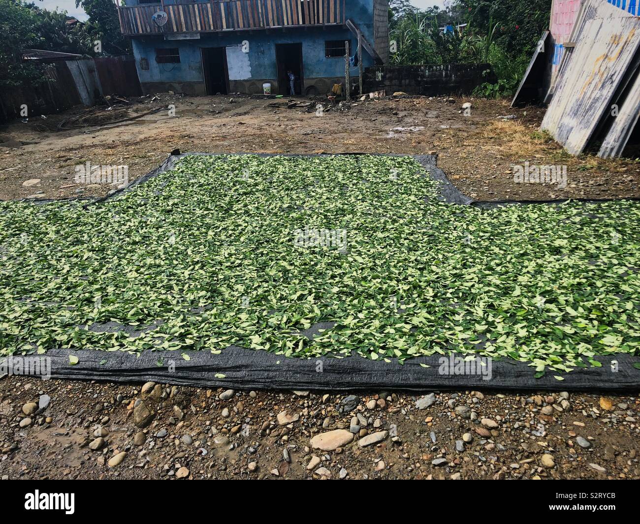 Kokablätter, gekaut oder in Kaffee, Süßigkeiten oder Konserven Höhenkrankheit soroche Trocknen im Freien außerhalb in Peru Peru Südamerika zu begegnen. Stockfoto