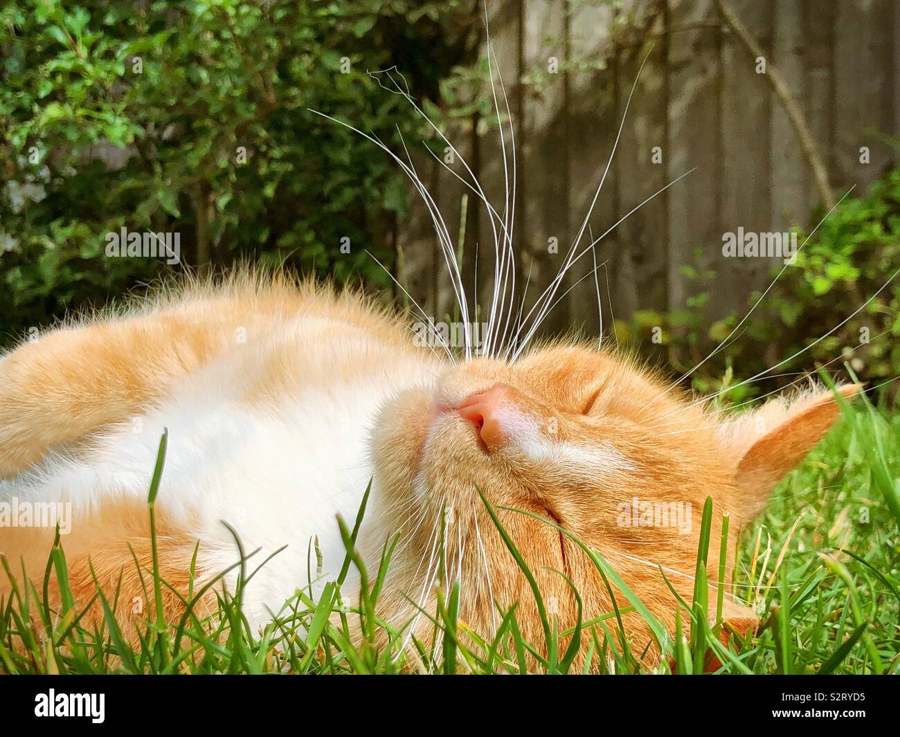 Ingwer Tom cat Entspannen im Sommer Stockfoto