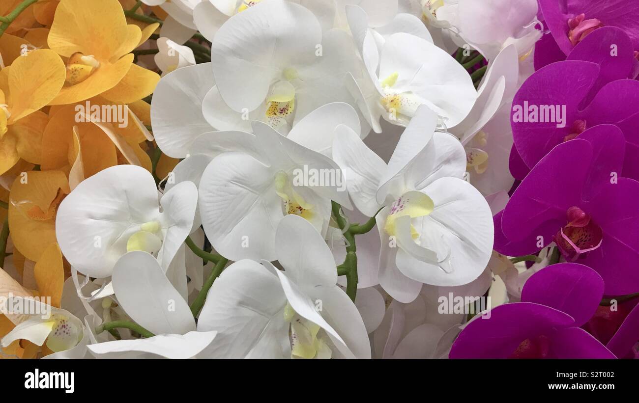 Detail von orange, weiß und lila Orchidee Blumen - Smartphone-aufgenommenes Stockfoto