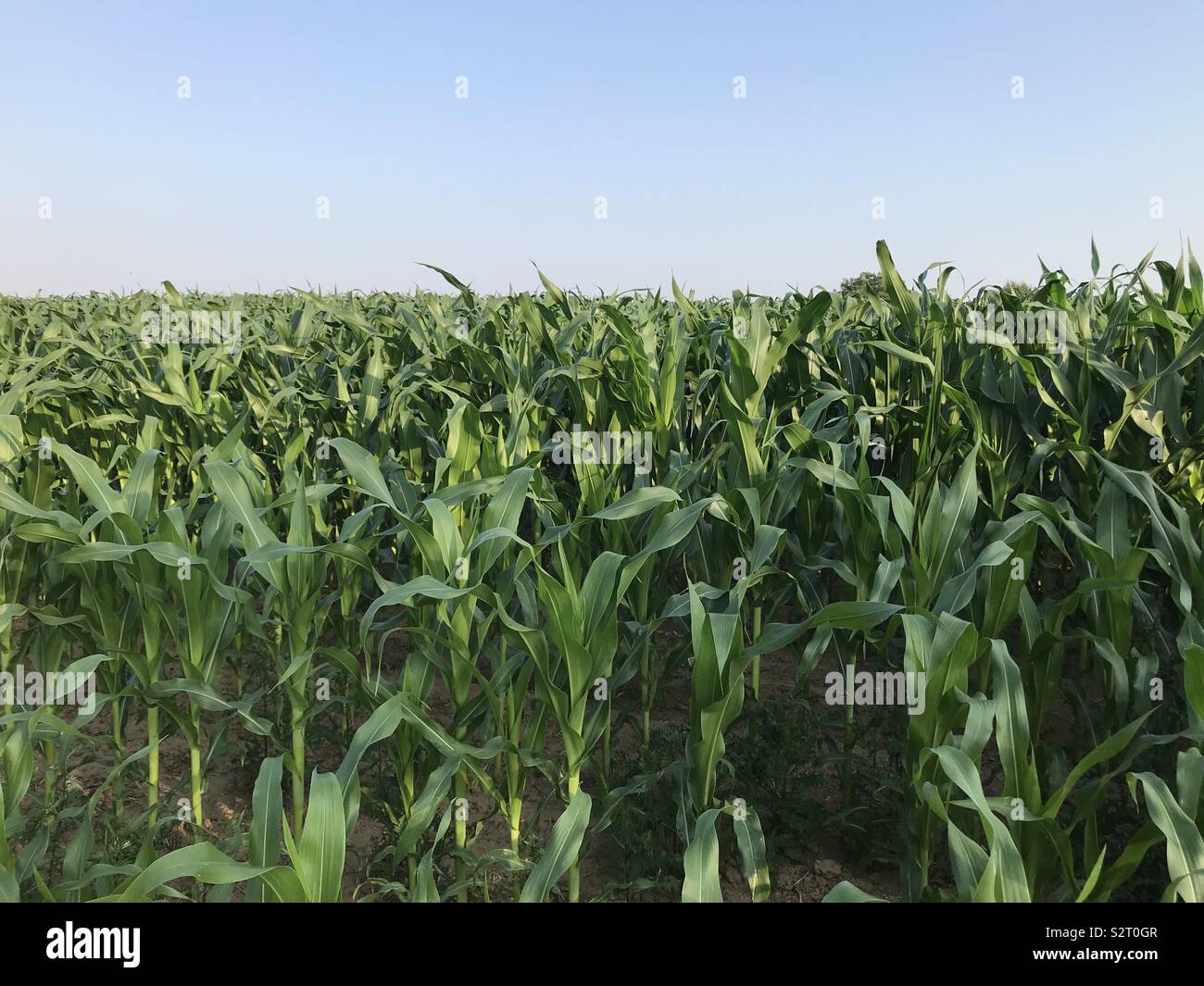 Grün - Zea Mays mais Feld Stockfoto