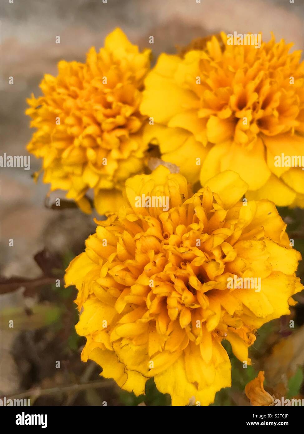 Gelbe Blumen Stockfoto