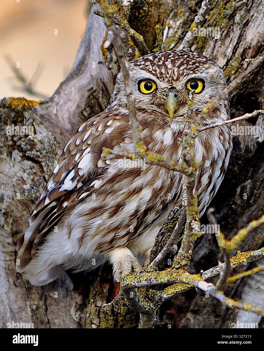 Kleine Eule im Baum - Smartphone-aufgenommenes Stockfoto