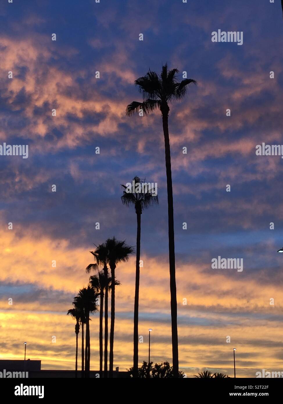Palm Tree Sunset Stockfoto
