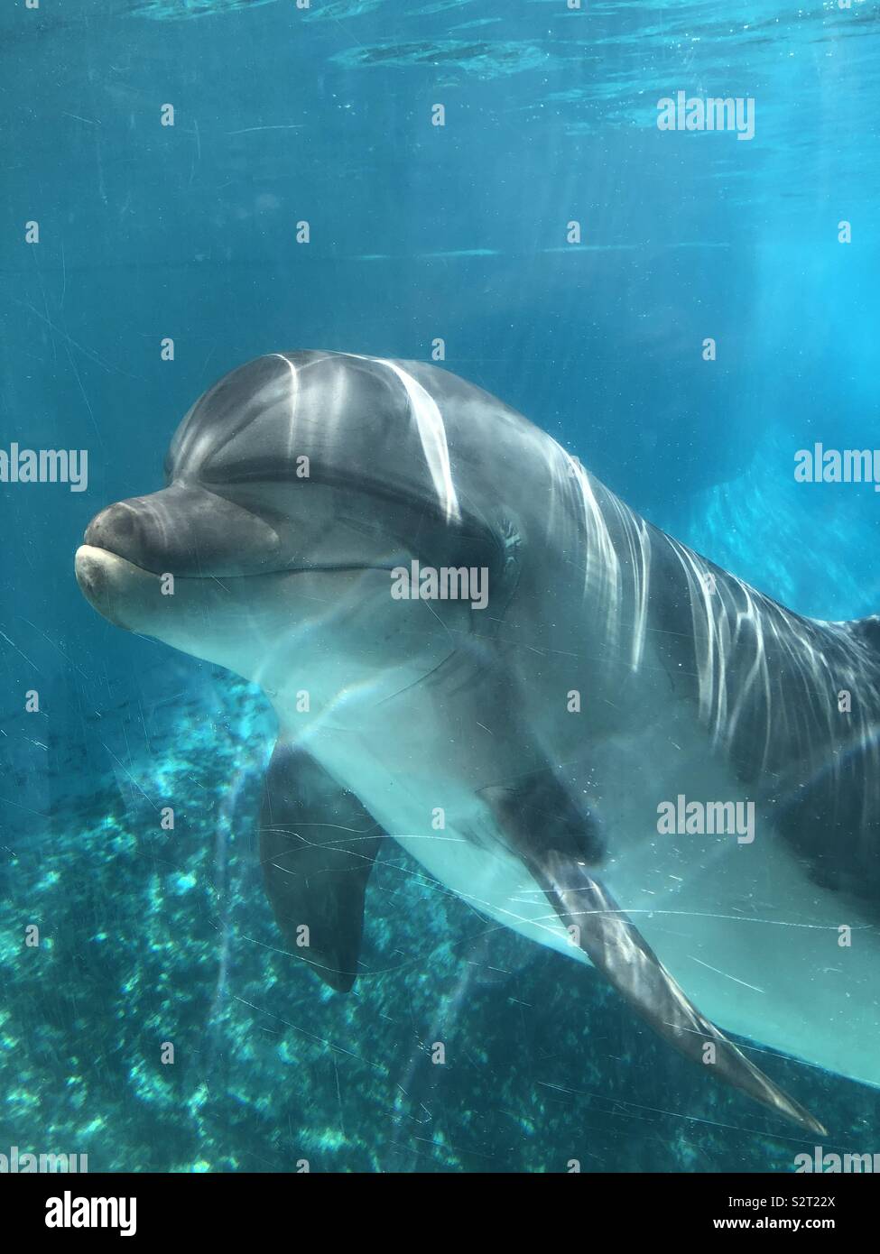 Delfin im Tank Stockfoto