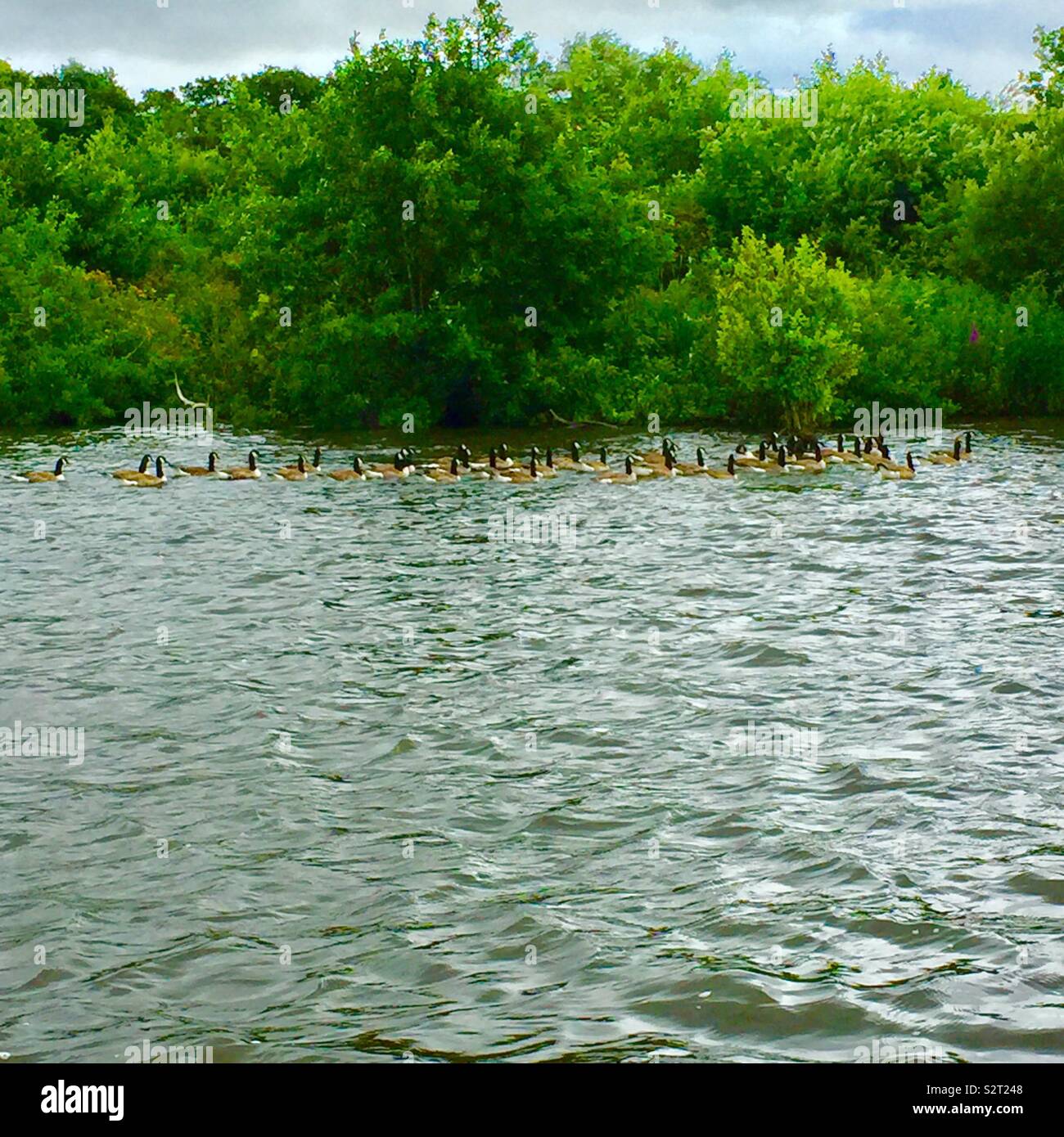Menge der kanadischen Gänse schwimmen nach rechts Stockfoto