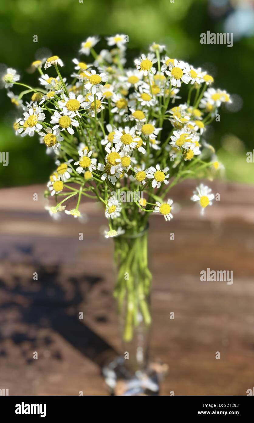 Sonnige Blumen, Sommertag, Kamtschatka, Russland Stockfoto