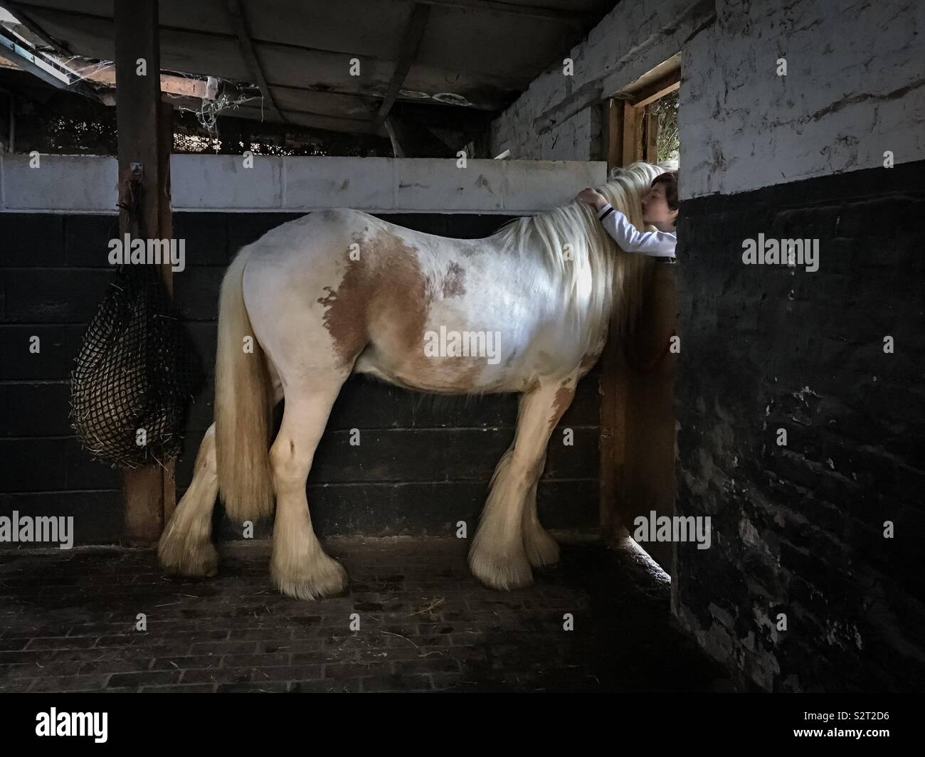 Junges Pferd, eine Umarmung Stockfoto