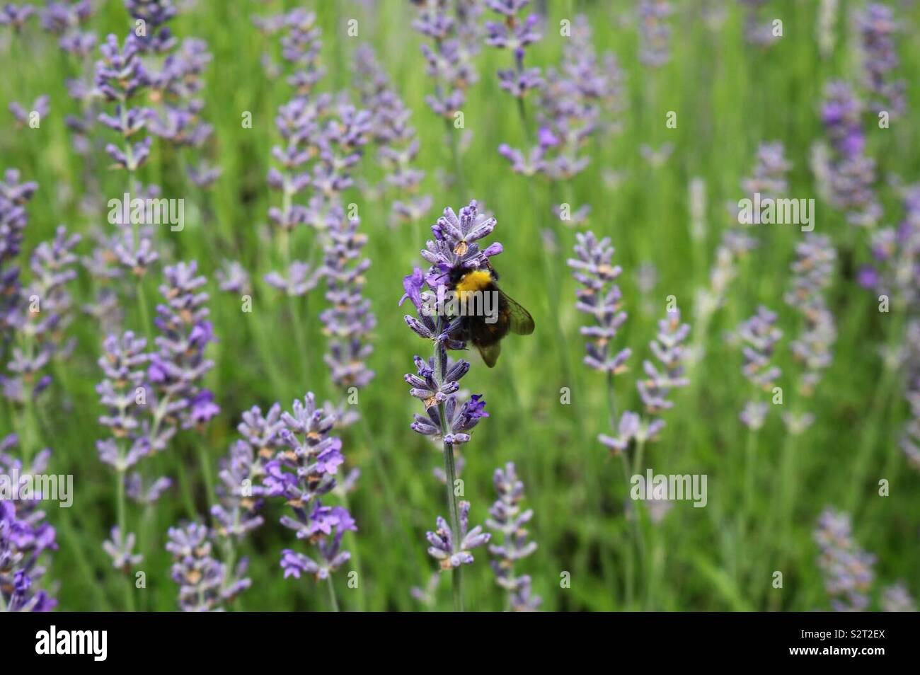 Bumblebee in Lavendelfeld Stockfoto