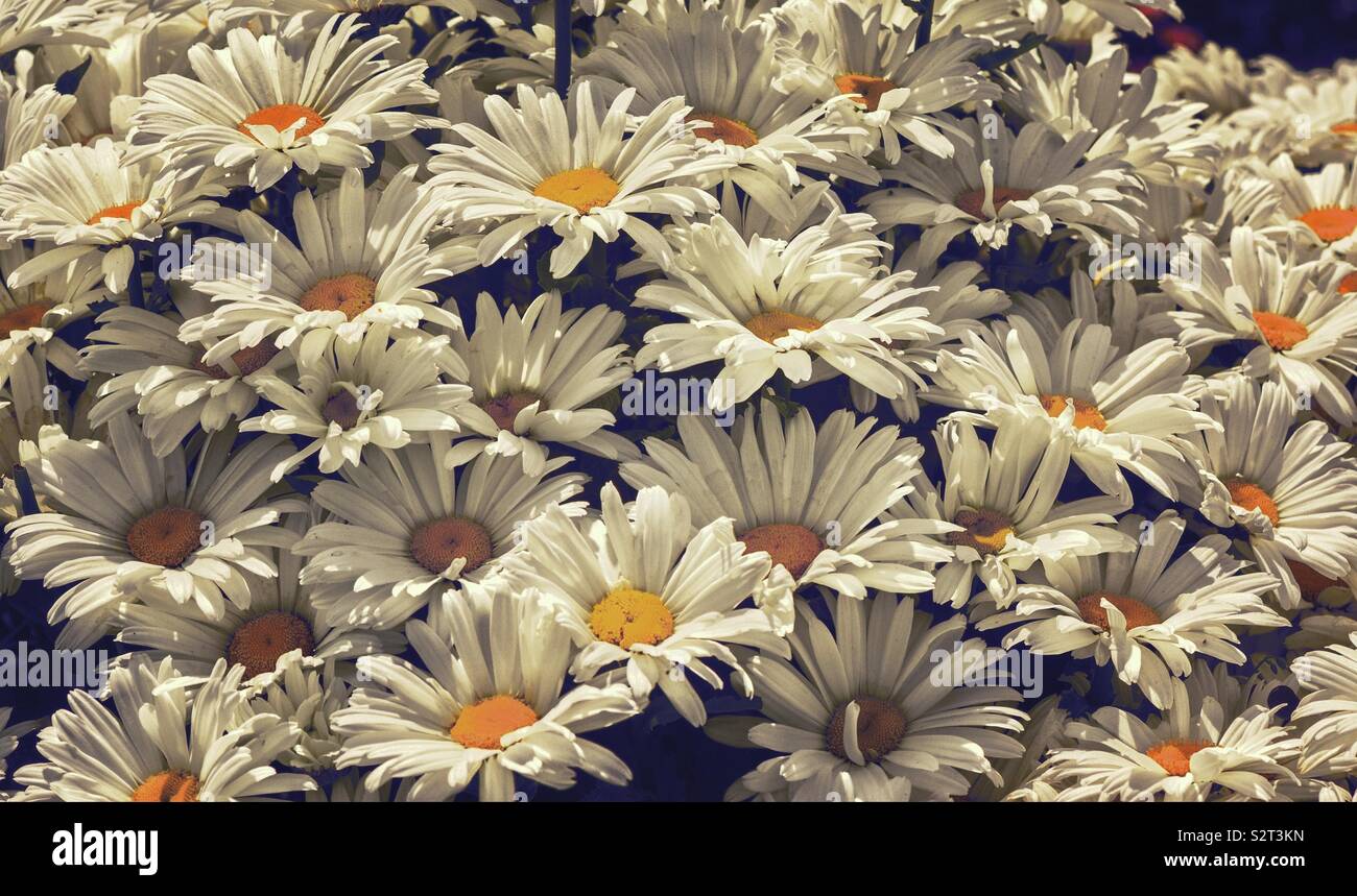 Ochsen-Auge-Gänseblümchen Stockfoto