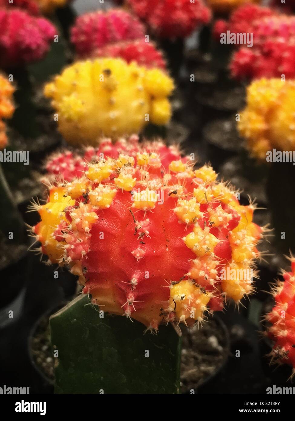 Kaktus mit roten blumen Smartphone-Stockfotos und -Bilder - Alamy