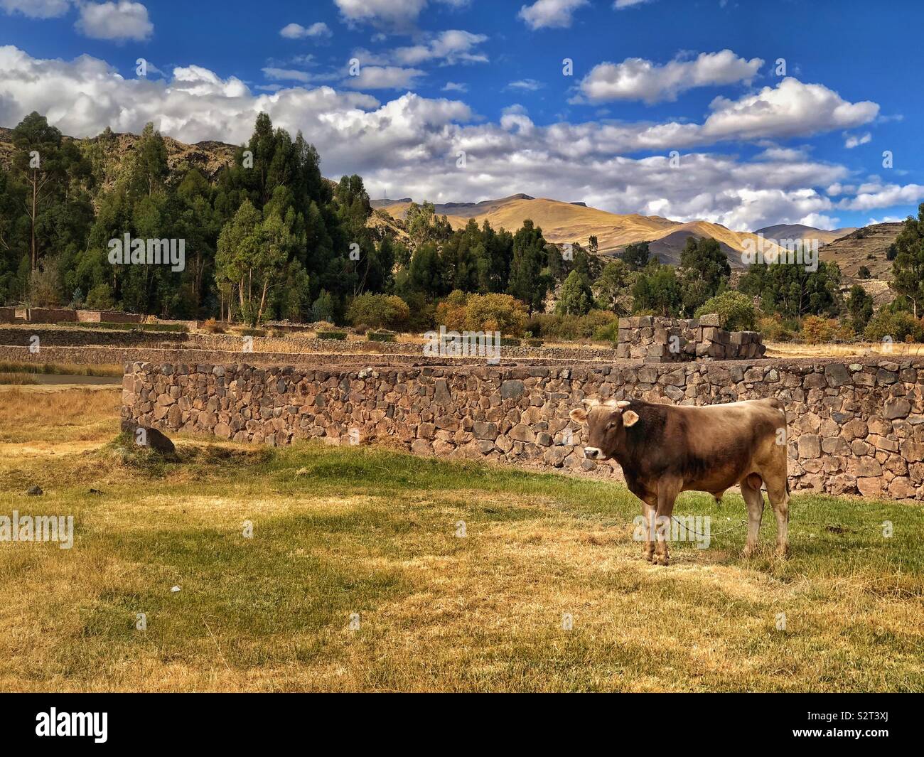 Die modemfunktion Stier in einem Feld neben einer Steinmauer auf Raqch' ich Raqchi Inka archäologische Stätte, Peru Peru. Stockfoto