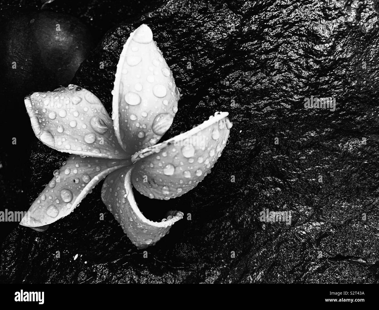 Plumeria flower mit Regentropfen. In Schwarz und Weiß. Stockfoto