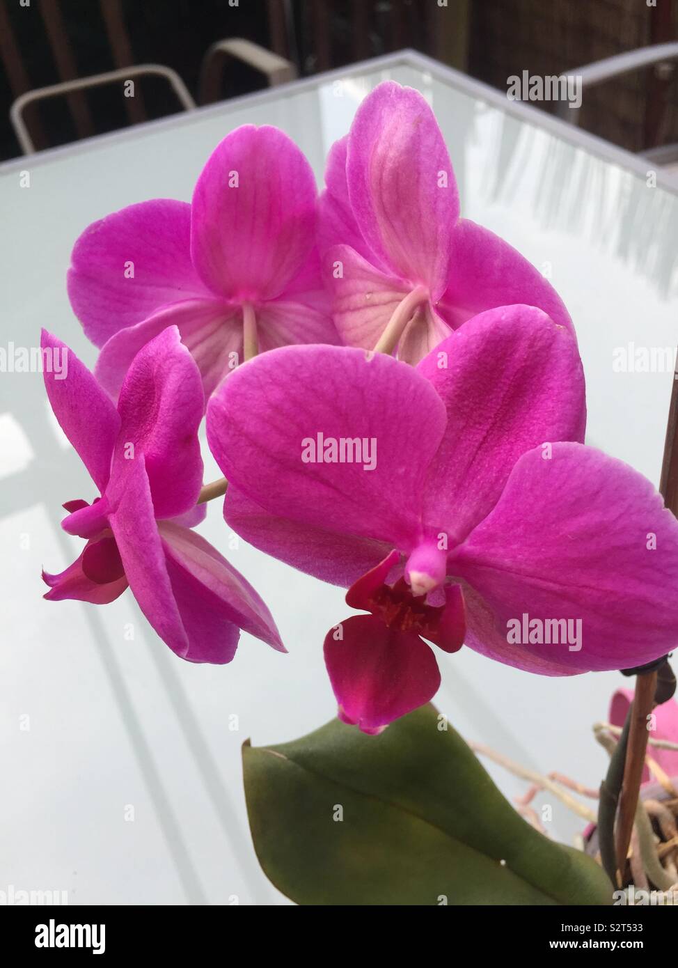 Orchidee - Smartphone-aufgenommenes Stockfoto